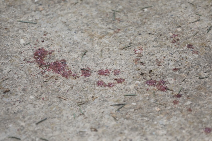 Tragovi krvi na groblju