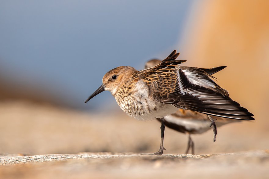 Biegus zmienny (Calidris alpina) - jeden z bohaterów nadmorskiego ptasiego przelotu