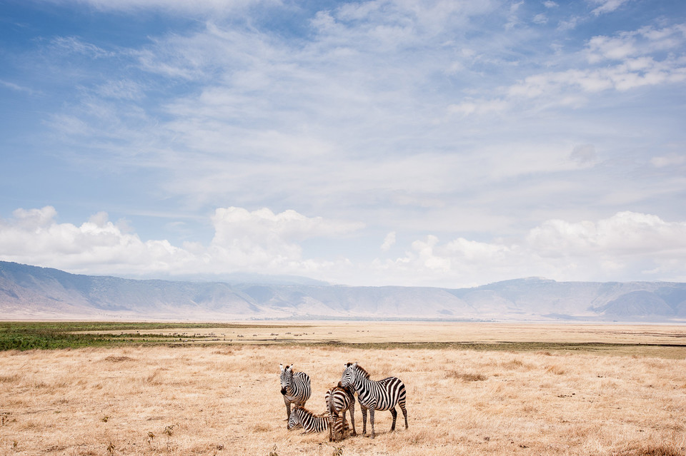 Wyróżnienie w kategorii Przyroda - "Zebras and the rim of the Crater" (pol. Zebry i krawędź krateru) - Zik Teo / National Geographic Photo Contest 2014