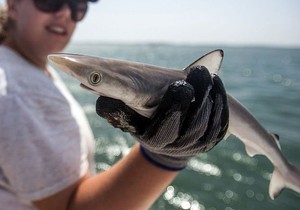 Brazilska oštra ajkula je srodna vrsta atlantskoj oštronosnoj ajkuli | Foto: Getty Images