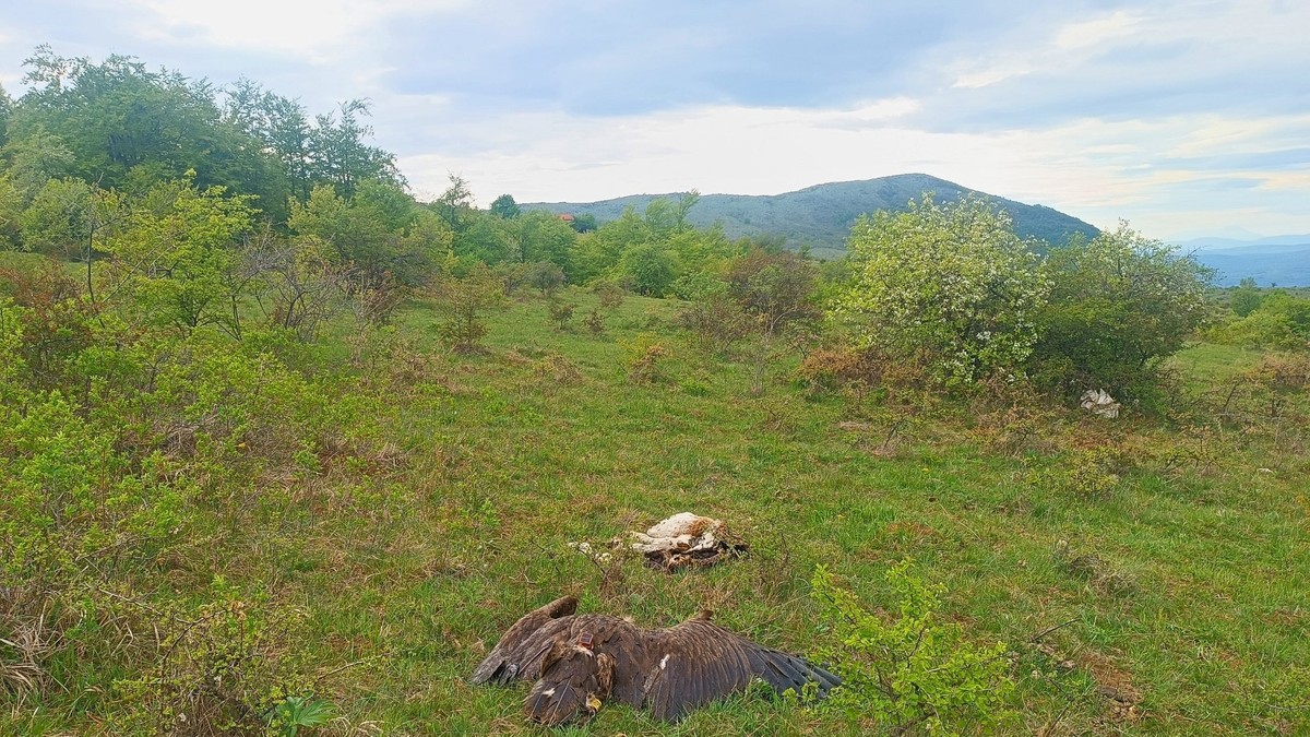 Užasne slike horora kod Svrljiga