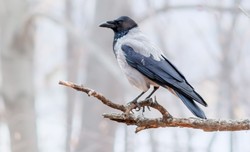 Wrony rozumieją prawdopodobieństwo podobnie jak naczelne