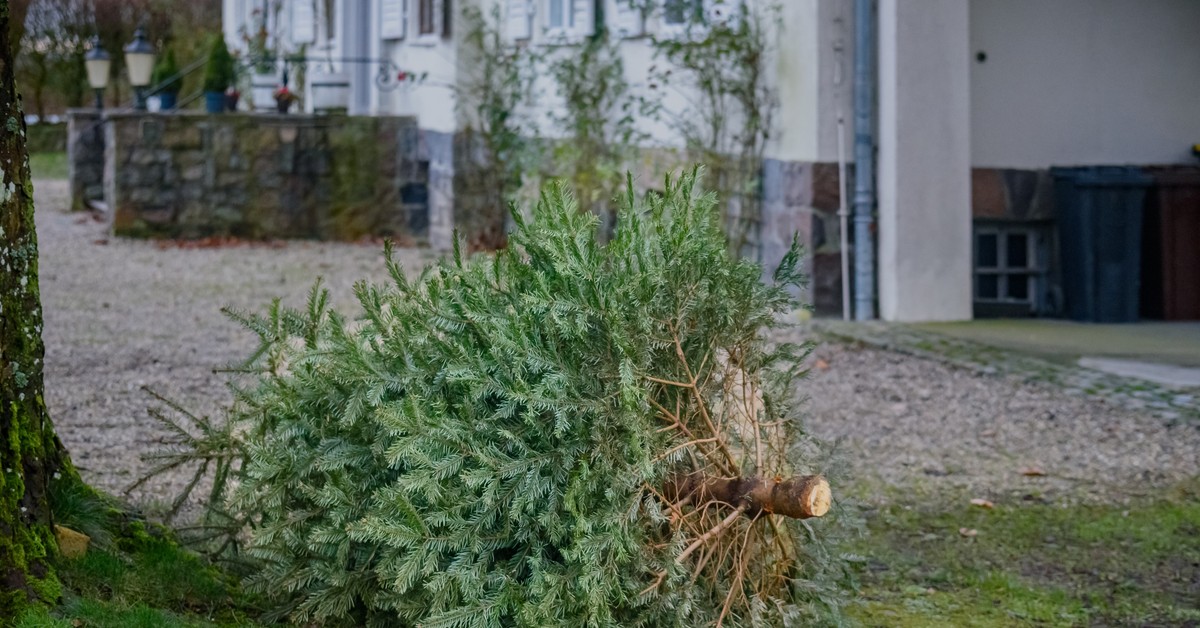 Choinka po świętach to problem. Wystarczy jeden błąd i jest kara. Co robić?