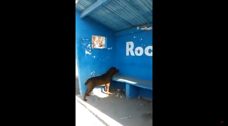 Egy kutya három napig nézte a kék falat Argentínában, de azóta sem jöttek rá, hogy miért