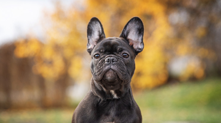 A francia bulldog a legnépszerűbb kutyafajta ma Magyarországon Fotó: Shutterstock