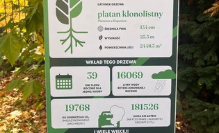Co dają wrocławskie drzewa? Możesz sprawdzić na etykietach