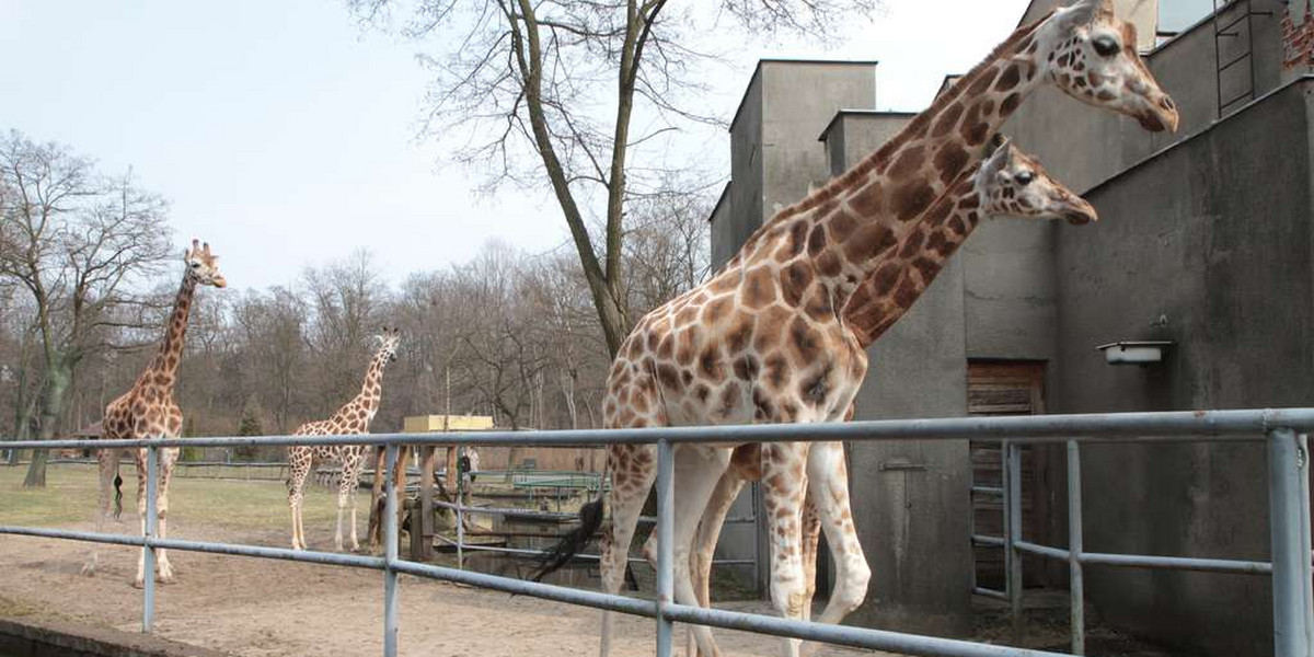 Żyrafy na wybiegu w Łódzkim Zoo