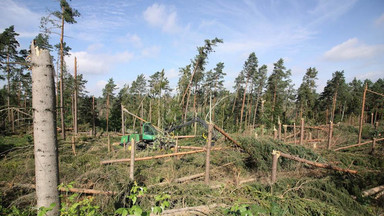 Leśnicy usuwają tysiące powalonych drzew. Sprzątanie po nawałnicach potrwa do końca 2018 roku