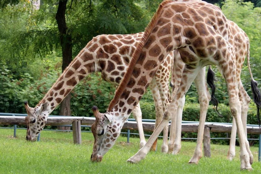 Żyrafy Suri i Hana na wybiegu w Łódzkim Zoo