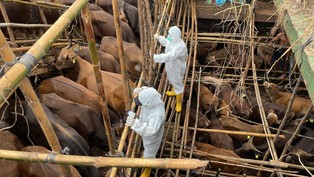 Do Polski dotrze groźny wirus? Minister ogłasza "nadzwyczajną mobilizację"