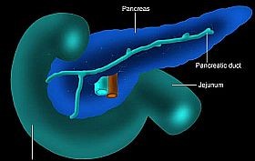 pancreas-d0000134458c71737d03c