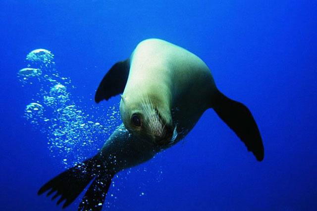 Galeria Ekwador - podwodny świat Wysp Galapagos, obrazek 13