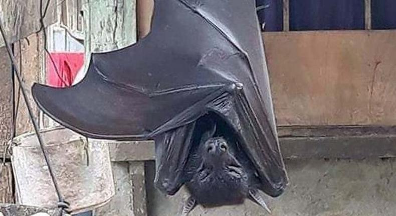 Photo of huge bat with ‘human-size’ is giving people nightmares