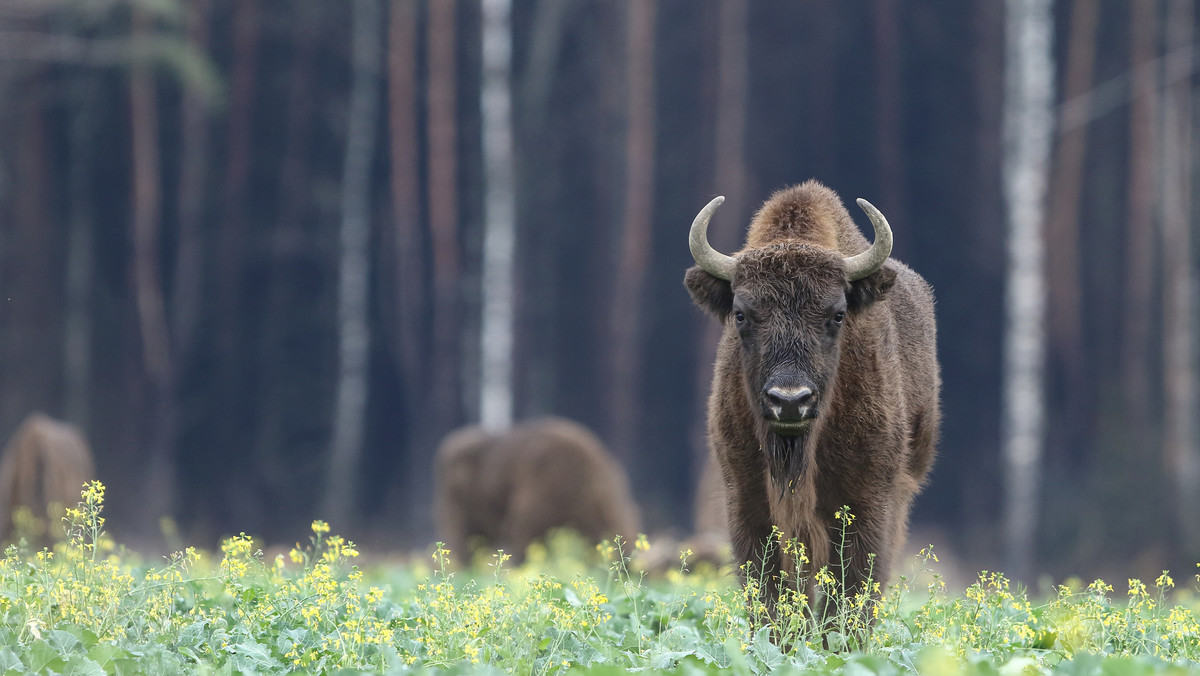 Puszcza Białowieska. Żubr zaatakował turystę.