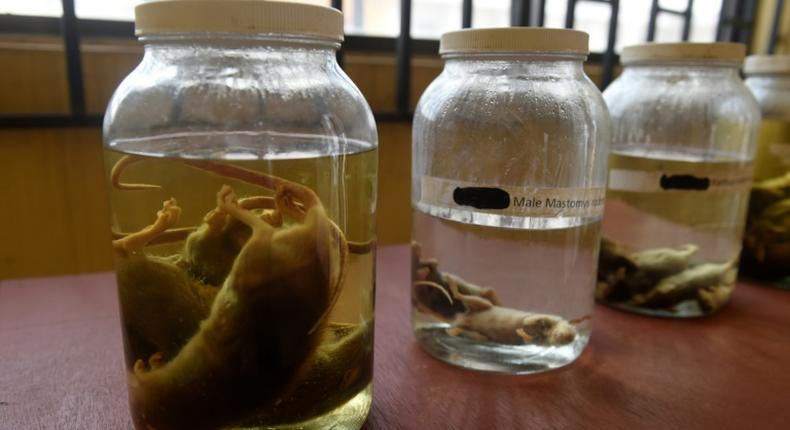 Samples of rodents that spread Lassa fever - a cousin of Ebola - are displayed at the Institute of Lassa Fever Research and Control in Irrua, Nigeria