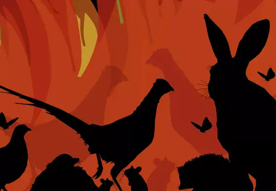 "Biebrza płonie". Przejmujący plakat upamiętnia pożar największego parku narodowego