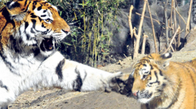 Anyjuk fegyelmezi a kamasz tigriseket