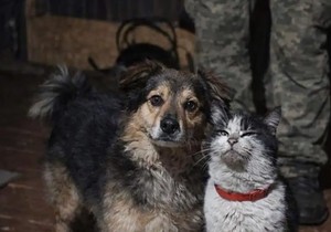Pas i mačak spaseni sa ukrajinskog fronta