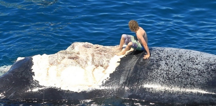 Surfował na martwym wielorybie!