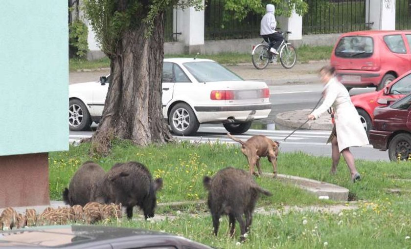 Dziki pokazały dzieciom, jak żyją "miastowi"