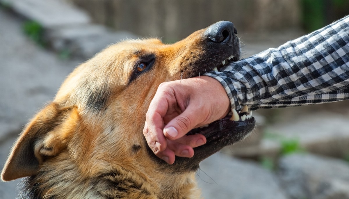 pies pogryzienie fot. shutterstock