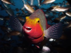 Malta niczym Hollywood. Na wakacjach poczuj się jak gwiazda