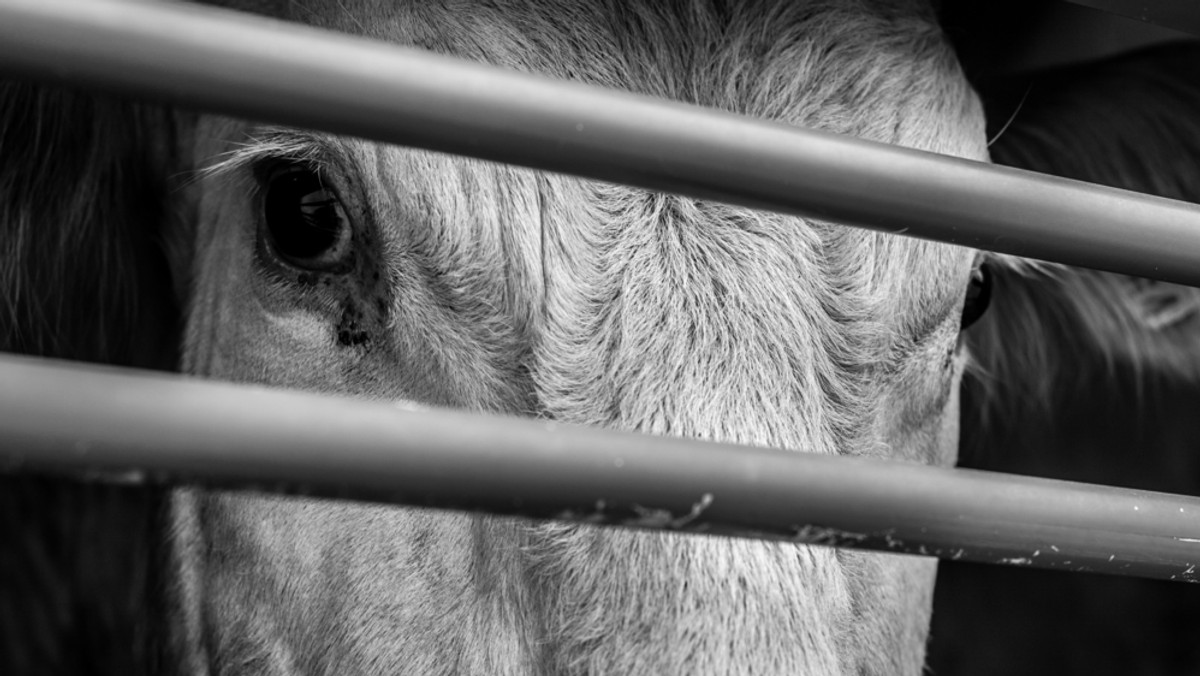 Sąd w Ostrowie Wlkp. skazał 66-latka na rok bezwzględnego więzienia za znęcanie się nad bykami i jałówką. Martwe zwierzęta znaleziono w kwietniu 2018 roku w gospodarstwie oskarżonego - poinformował rzecznik prasowy Prokuratury Okręgowej w Ostrowie Wlkp. Maciej Meler.