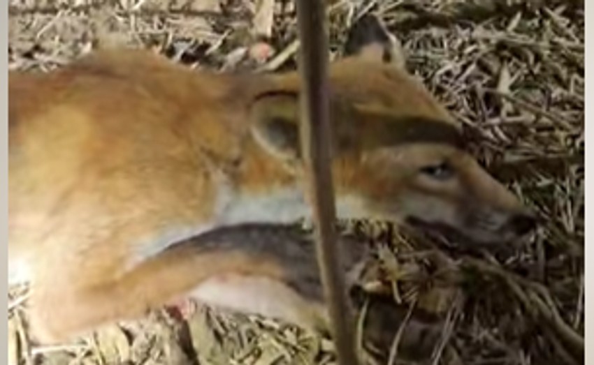 Hibrid lisice i šakala