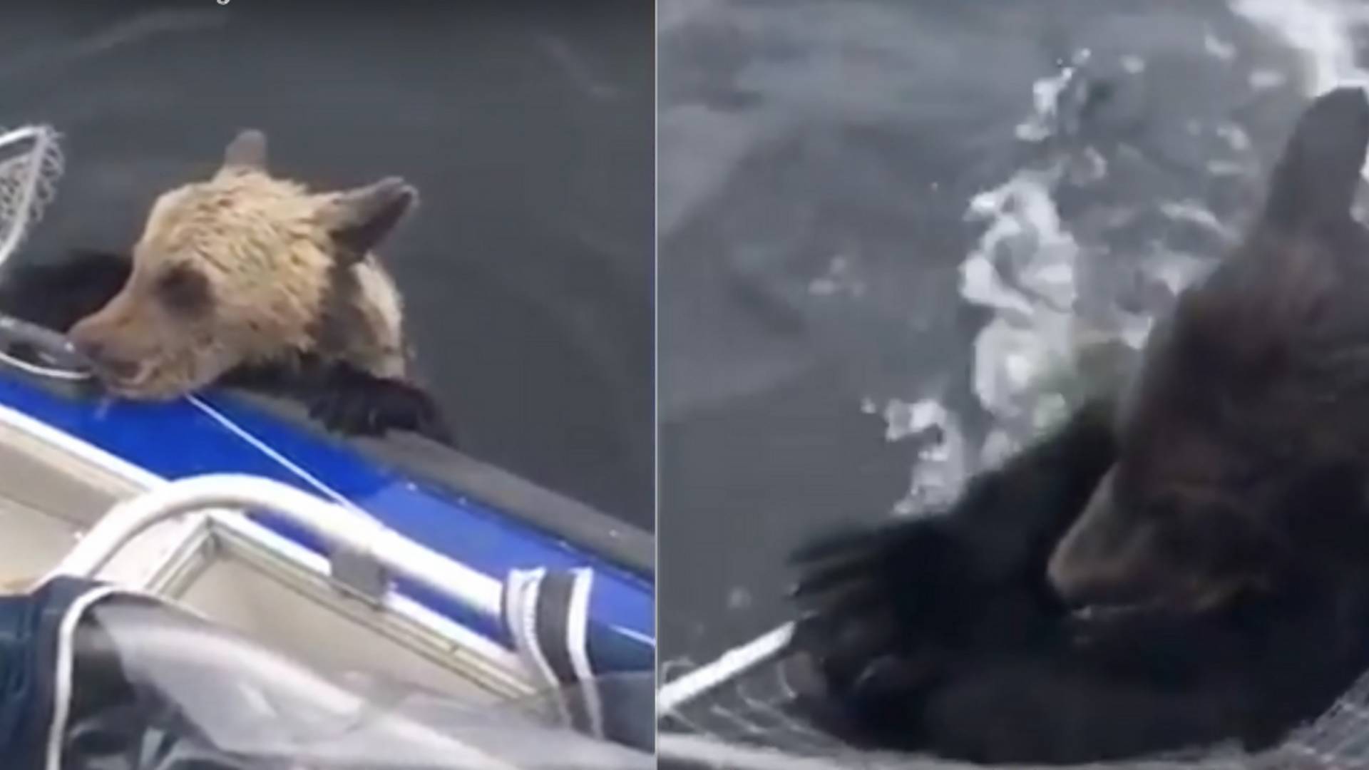 Rybári ukázali obrovské srdce, zachránili dve topiace sa medvedie mláďatá