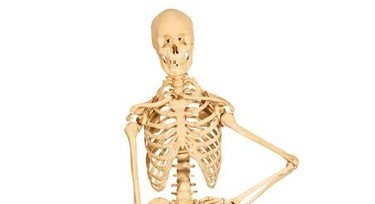 5 amazing facts about skeletons you should know