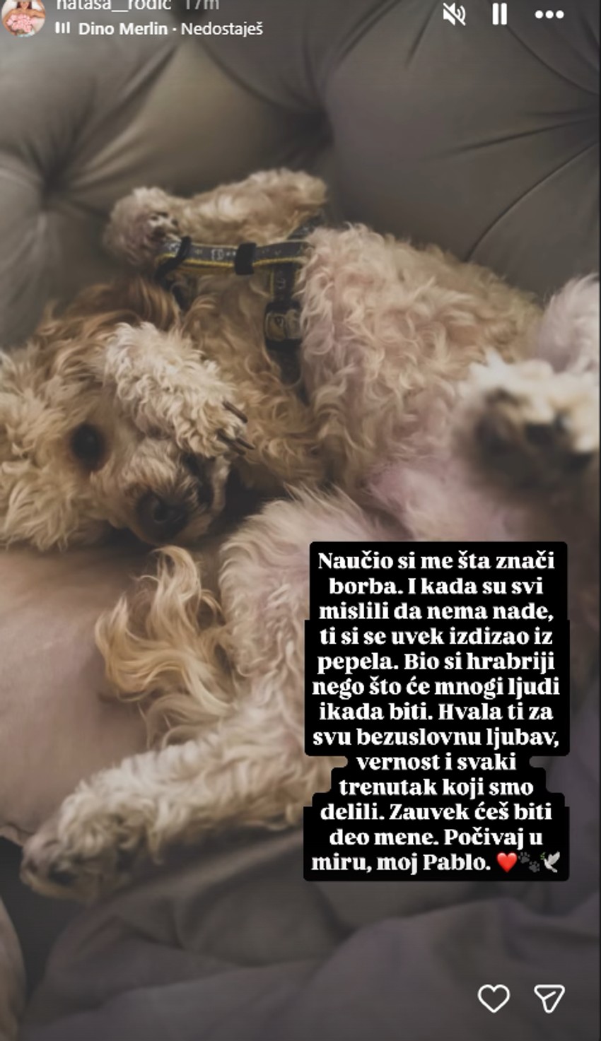 Nataši Rodić uginuo pas