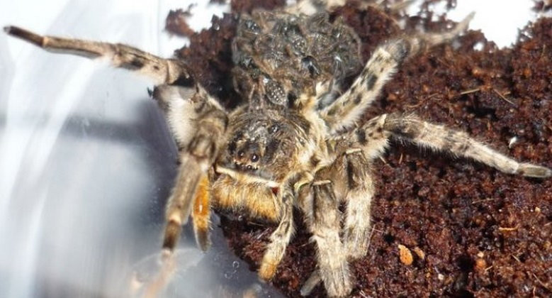 Tarantula ukraińska