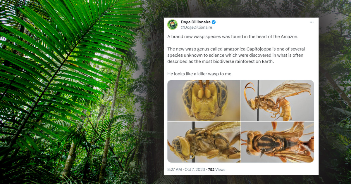 A new species and genus of parasitic wasps have been discovered in the rainforests of Peru