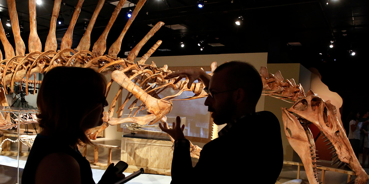 The mounted skeletal cast of a Spinosaurus aegyptiacus, a 50-foot-long, 7-ton African dinosaur predator.