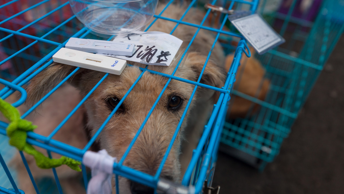 Chiny: rozpoczął się festiwal psiego mięsa. Aktywiści protestują