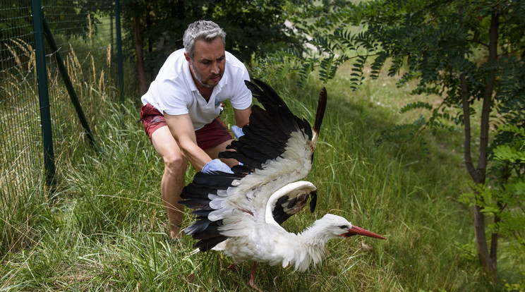 Lehoczky Krisztián többek között egy műtétre 
szoruló fehér gólya egészségét adta vissza/Fotó:MTI - Komka Péter