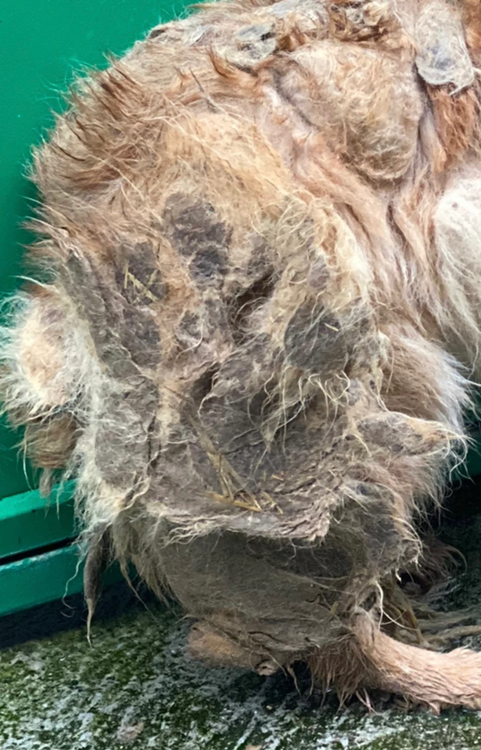 Nehumani uslovi za život pasa unutar prihvatilišta u Boru