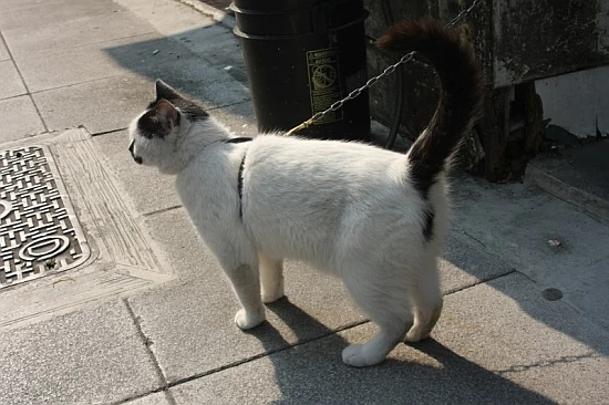 Nawet tajwańskie koty trzeba przytrzymywać łańcuchami, bo tak rwą się do oglądania dalekowschodnich tygrysów ;)