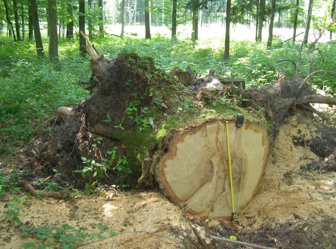 W niechronionej części Puszczy Białowieskiej wycina się rocznie ponad 100 tys. drzew © www.tydecydujesz.org