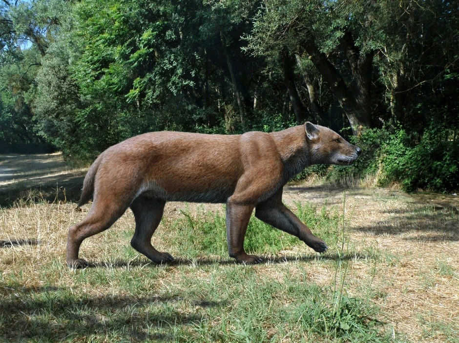 Praistorijski pas-medved