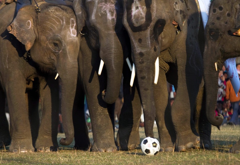 NEPAL ELEPHANT FOOTBAL