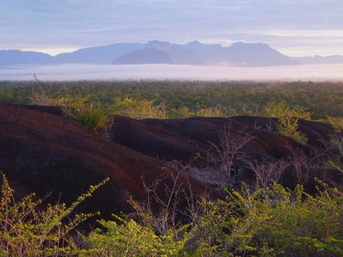 Galeria Wenezuela, Brazylia - dżungla i Roraima, obrazek 35