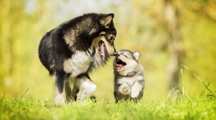 Kétéves korukra a testvéreiket elfelejtik, anyjukra viszont általában utána is emlékeznek a kutyák / Fotó: Shutterstock