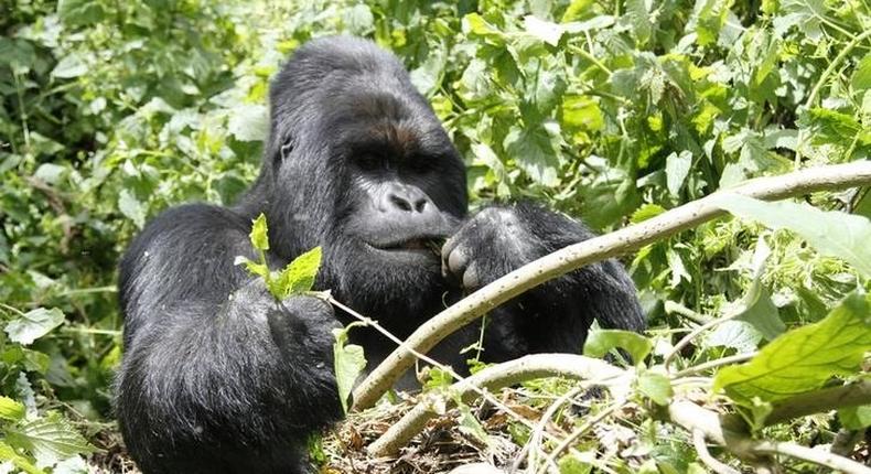 An endangered silverback mountain gorilla from the Nyakamwe-Bihango family feeds within the forest in Virunga national park near Goma in eastern Democratic Republic of Congo, May 3, 2014. REUTERS/Kenny Katombe