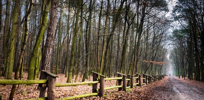 Wyziębiony 81-latek błąkał się w lesie na Podkarpaciu. Pomoc nadeszła w ostatniej chwili