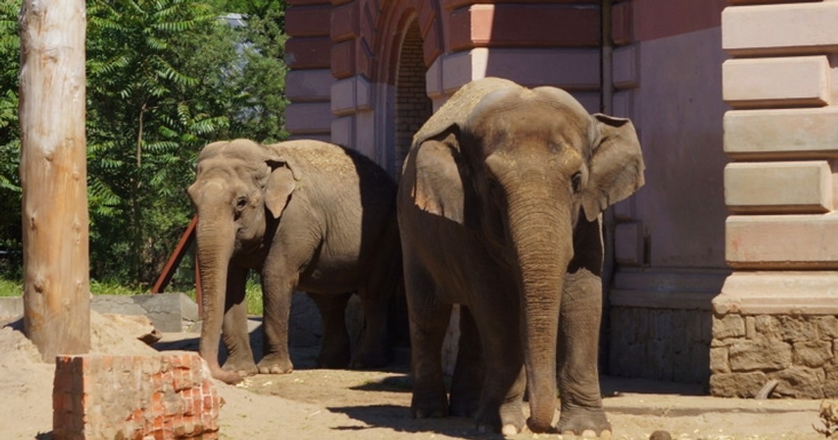 Jak zwierzęta radzą sobie z upałem w zoo