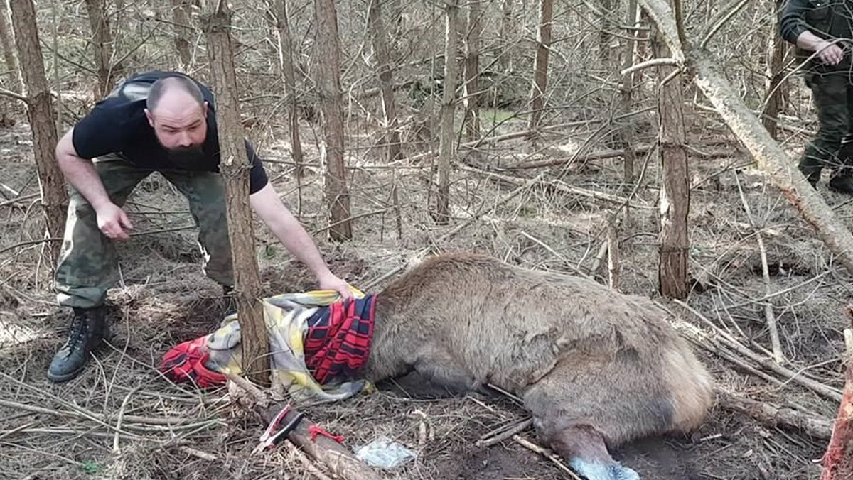 Szybka reakcja Fundacji Dzika Ostoja i "szpital polowy" w środku lasu uratowały życie jeleniowi, który padł ofiarą kłusowników. Zwierzę prawie straciło kończynę we wnykach. Konieczna była jej amputacja, jednak dzięki temu jeleń przeżył.