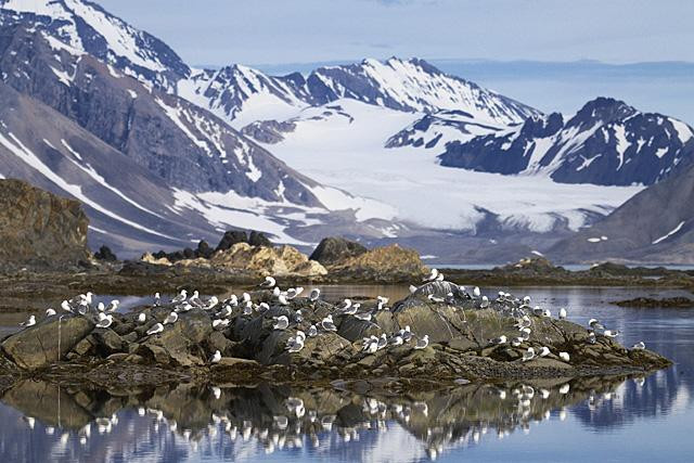 Galeria Wystawa polarnej fotografii przyrodniczej "Ptaki Spitsbergenu", obrazek 26