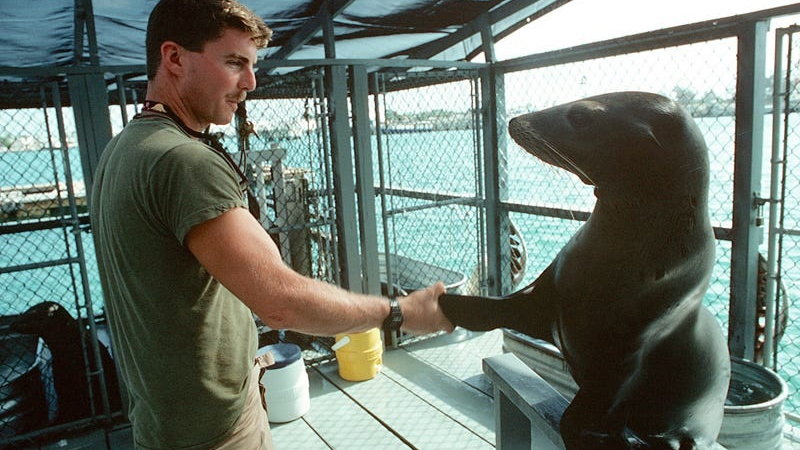 Trener US Navy z lwem morskim Mark 5 Marine Mammal w Key West w październiku 1990 r.