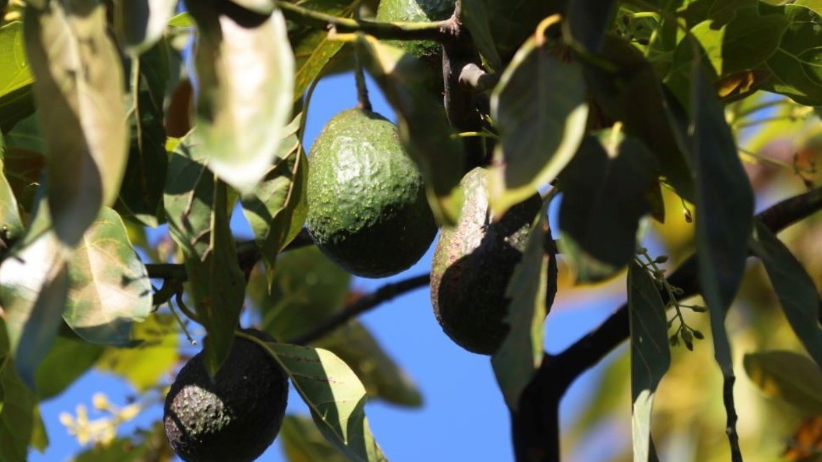 Un fruct exotic a cucerit România, iar vânzările au explodat: dăm peste 49 de milioane de euro pe el, în fiecare an: „Se cultivă și la noi acum”